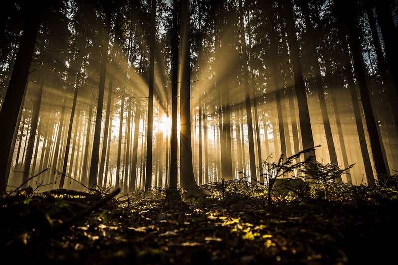 Magical Woodland Decor