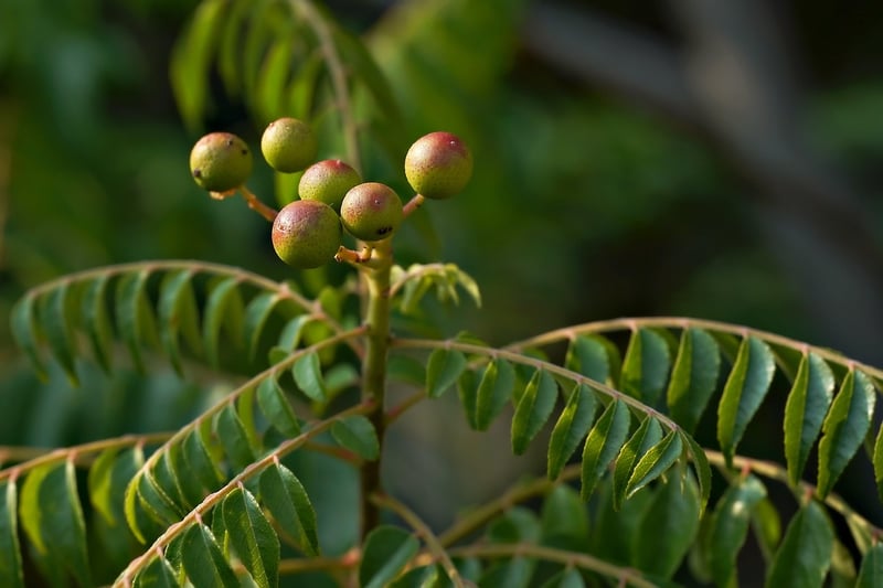Tree Sapling